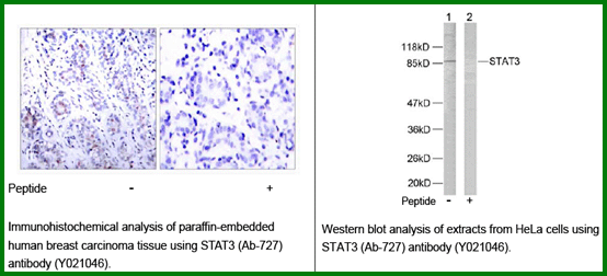 Anti-STAT3 (Ab-727) Antibody – Figure 1 of 1