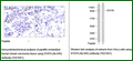 Anti-STAT6 (Ab-645) Antibody – Figure 1 of 1