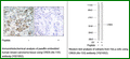 Anti-CREB (Ab-133) Antibody – Figure 1 of 1
