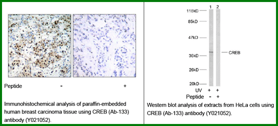 Anti-CREB (Ab-133) Antibody – Figure 1 of 1