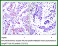 Anti-ATF4 (Ab-245) Antibody – Figure 1 of 1