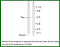 Anti-Tau (Ab-235) Antibody – Figure 1 of 1
