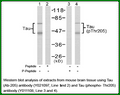 Anti-Tau (Ab-205) Antibody – Figure 1 of 1