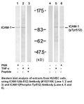 Anti-ICAM-1 (Ab-512) Antibody – Figure 1 of 1