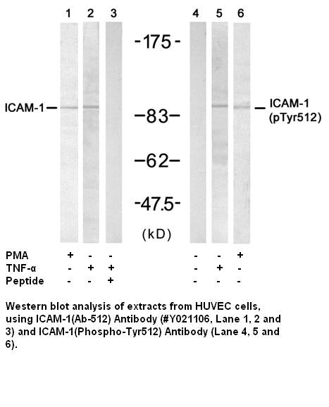 Anti-ICAM-1 (Ab-512) Antibody – Figure 1 of 1