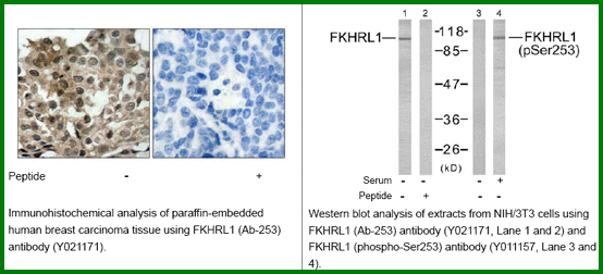 Anti-FKHRL1 (Ab-253) Antibody – Figure 1 of 1