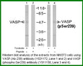 Anti-VASP (Ab-239) Antibody – Figure 1 of 1