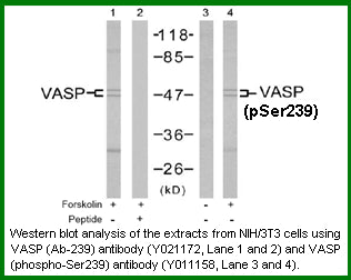 Anti-VASP (Ab-239) Antibody – Figure 1 of 1