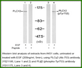 Anti-PLCγ2 (Ab-753) Antibody – Figure 1 of 1