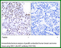 Anti-SMC1 (Ab-957) Antibody – Figure 1 of 1
