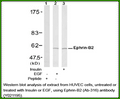 Anti-Ephrin-B2 (Ab-316) Antibody – Figure 1 of 1
