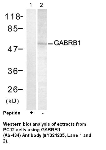 Anti-GABRB1 (Ab-434) Antibody – Figure 1 of 1