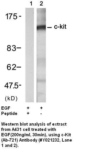 Anti-c-Kit (Ab-721) Antibody – Figure 1 of 1
