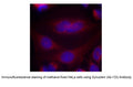 Anti-Synuclein (Ab-133) Antibody – Figure 1 of 1