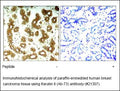Anti-Keratin 8 (Ab-73) Antibody – Figure 1 of 1
