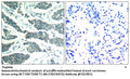 Anti-AKT1/AKT2/AKT3 (Ab-315/316/312) Antibody – Figure 1 of 1