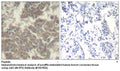 Anti-Jak2 (Ab-570) Antibody – Figure 1 of 1