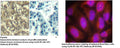 Anti-Cyclin B1 (Ab-147) Antibody – Figure 1 of 1