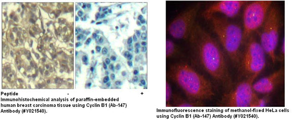 Anti-Cyclin B1 (Ab-147) Antibody – Figure 1 of 1