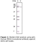 Anti-MSH2 Antibody – Figure 1 of 1