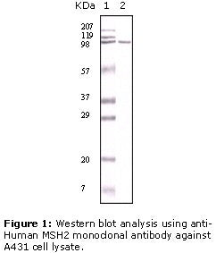 Anti-MSH2 Antibody – Figure 1 of 1