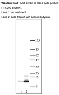 Anti-Histone H4 tetra acetyl Antibody – Figure 1 of 1