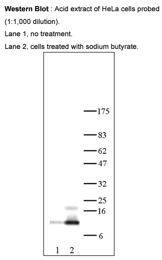 Anti-Histone H4 tetra acetyl Antibody – Figure 1 of 1