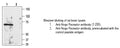 Anti-Nogo Receptor (Nogo-R, Reticulon receptor 4, NgR1, Nogo-66 Receptor) Antibody – Figure 1 of 1