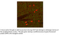 Anti-ChAT(Chicken) Antibody – Figure 1 of 1