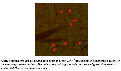 Anti-ChAT(Chicken) Antibody – Figure 1 of 1