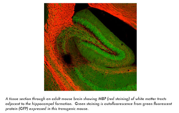 Anti-MBP Tag Antibody (Chicken Polyclonal) – Figure 1 of 1