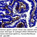 Anti-Swine Anti-Goat IgG (H+L)HRP Conjugate Antibody – Figure 1 of 1