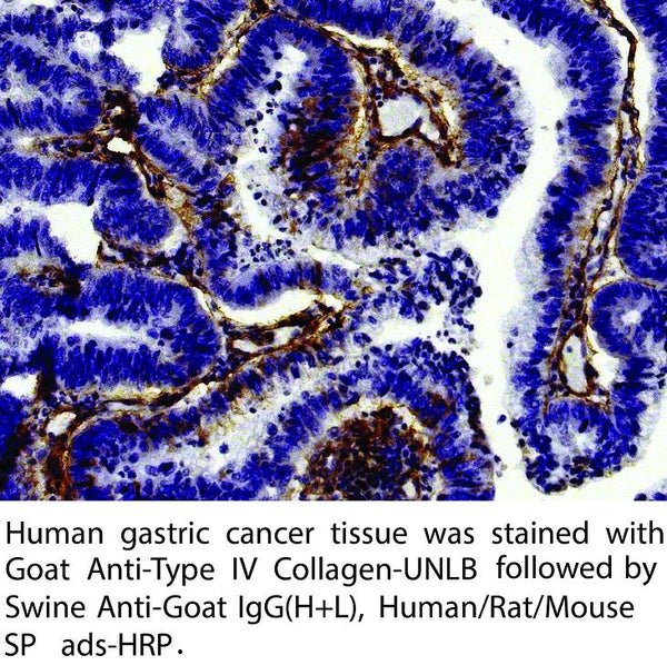 Anti-Swine Anti-Goat IgG (H+L)HRP Conjugate Antibody – Figure 1 of 1