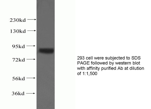 Anti Human SPHK1 Polyclonal Antibody – Figure 1 of 1