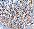 Anti-AIF1 Antibody – Figure 1 of 1
