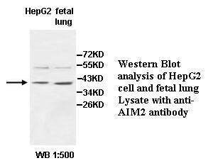 Anti-AIM2 Antibody – Figure 1 of 1
