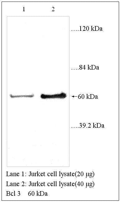 Anti-Bcl-3 Antibody – Figure 1 of 1