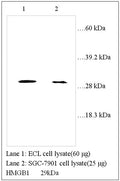 Anti-HMGB1 Antibody – Figure 1 of 1