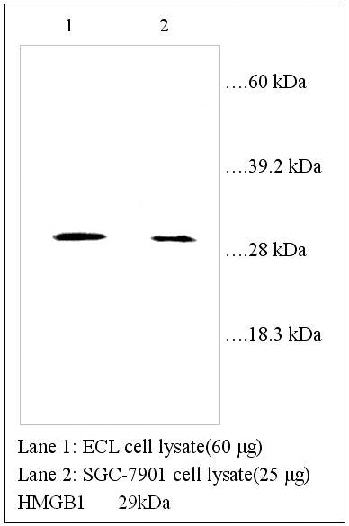 Anti-HMGB1 Antibody – Figure 1 of 1