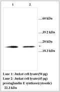Anti-prostaglandin E synthase(cytosolic) Antibody – Figure 1 of 1