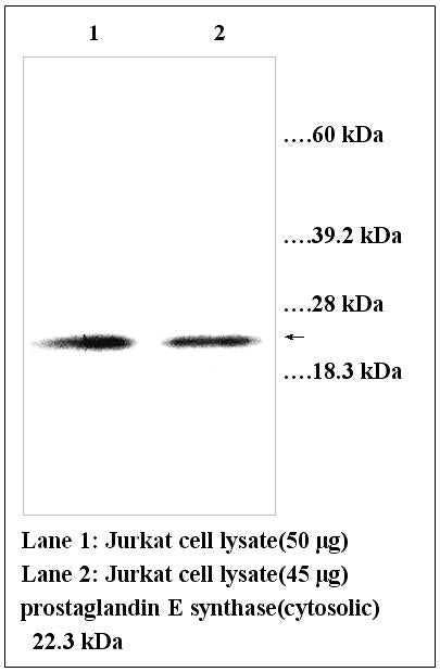 Anti-prostaglandin E synthase(cytosolic) Antibody – Figure 1 of 1