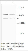 Anti-IKK-γ Antibody – Figure 1 of 1