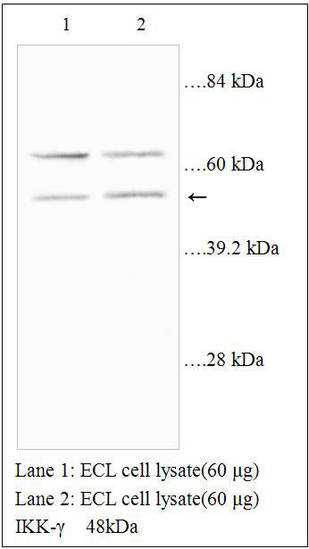 Anti-IKK-γ Antibody – Figure 1 of 1