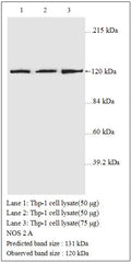Anti-NOS2A Antibody – Figure 1 of 1