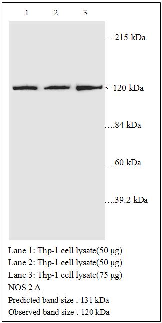 Anti-NOS2A Antibody – Figure 1 of 1
