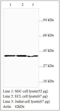 Anti-Actin Antibody – Figure 1 of 1