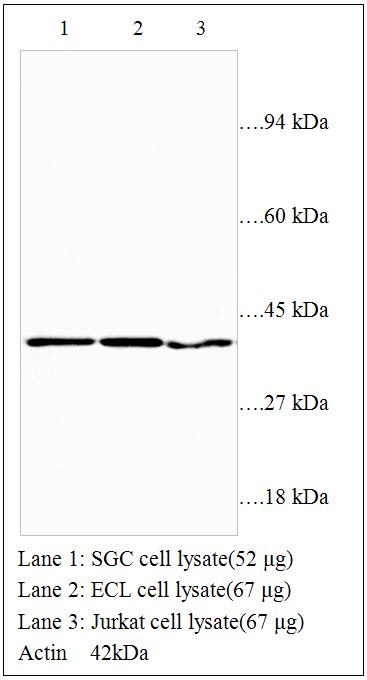 Anti-Actin Antibody – Figure 1 of 1