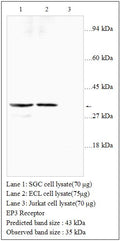 Anti-EP3 Receptor Antibody – Figure 1 of 1