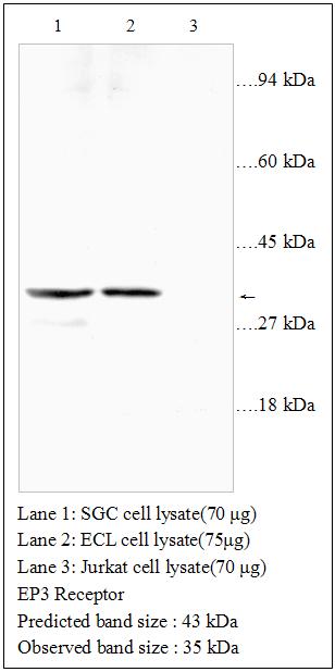 Anti-EP3 Receptor Antibody – Figure 1 of 1