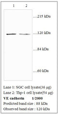 Anti-VE Cadherin Antibody – Figure 1 of 1